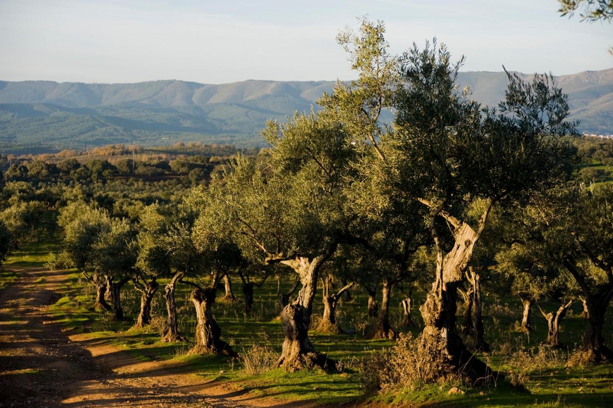 Habitat Cigueena Negra Valverde del Fresno Zewnętrze zdjęcie
