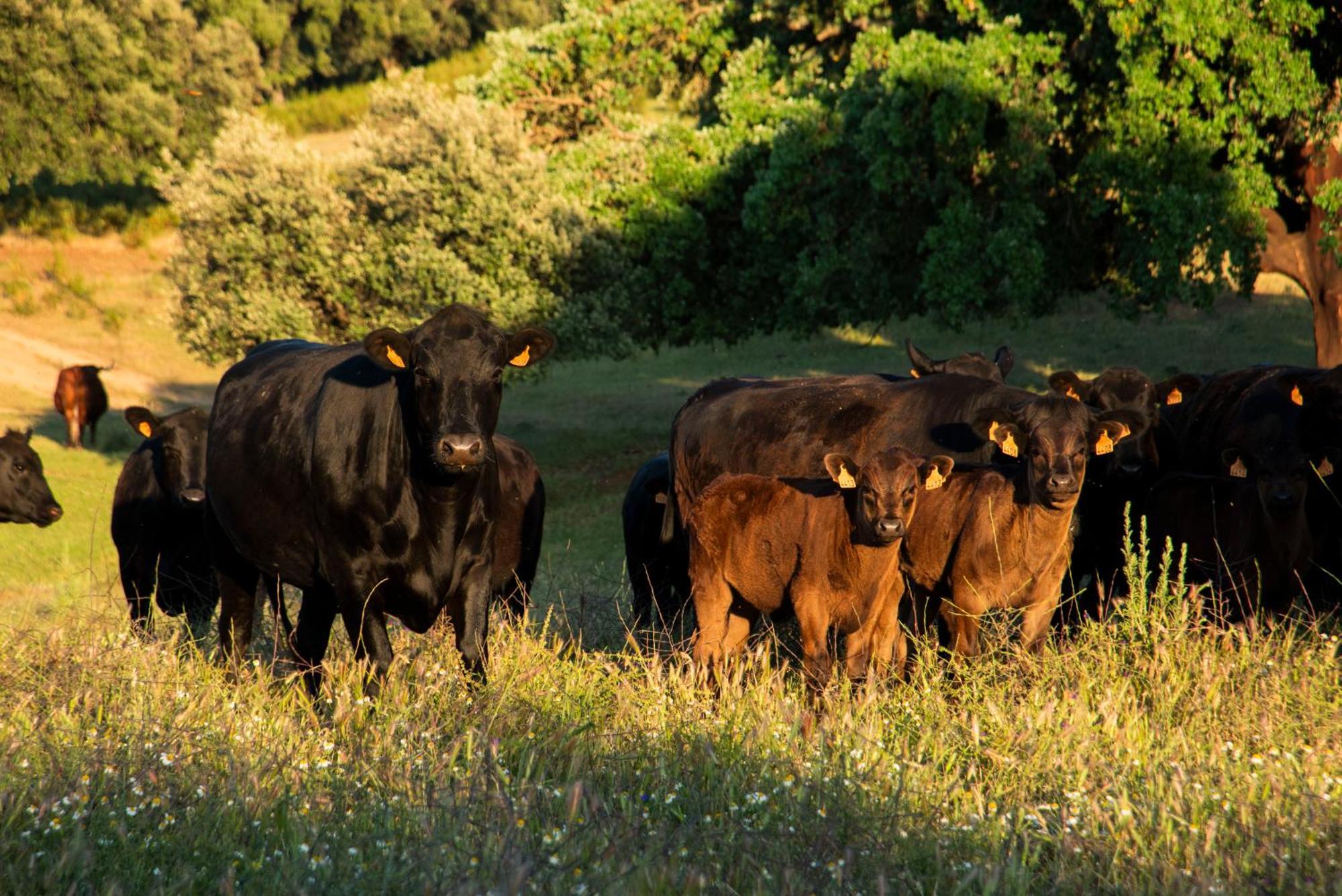 Habitat Cigueena Negra Valverde del Fresno Zewnętrze zdjęcie